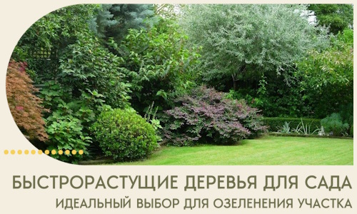 Быстрорастущие деревья для сада идеальный выбор в Салехарде