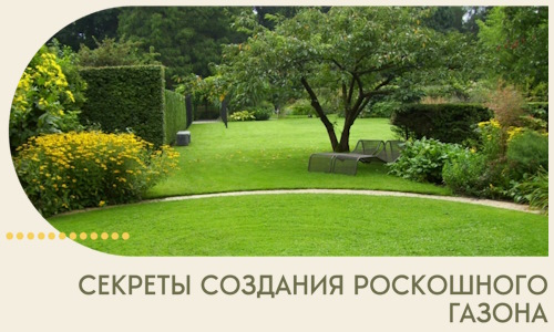 Секреты создания роскошного газона в Салехарде